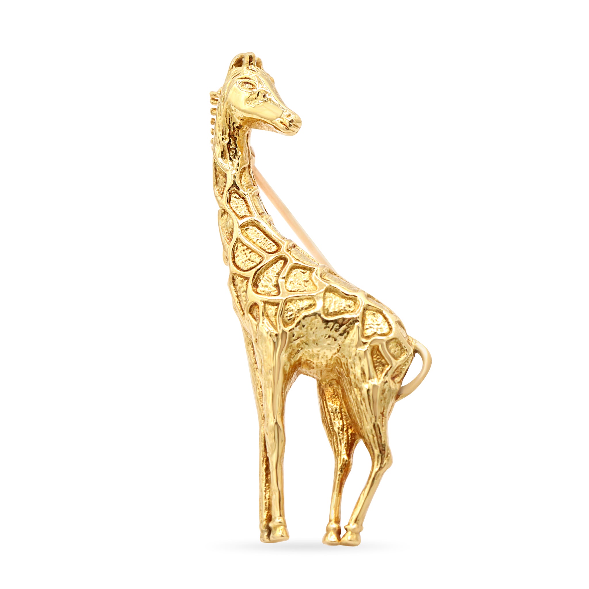 Animal 22 10-25-2024